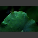 恋荷2