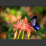 蝶恋花4