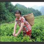 採茶