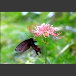 蝶恋花2
