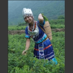 採茶女