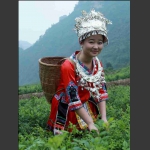 採茶女