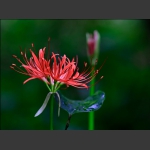 乌蒜花