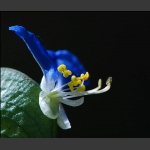 野花