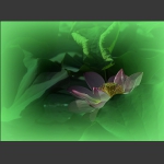 美荷