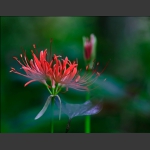 乌蒜花