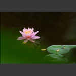 莲