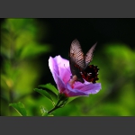蝶恋花