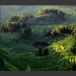 紫鹊界梯田5