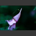 龙虾花