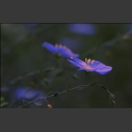 小花