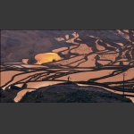 金色梯田