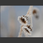 雪绒花