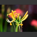 野乌蒜花