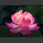夏荷芬芳2