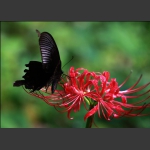蝶恋花
