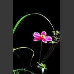 花语