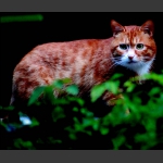 天门山上拍金猫
