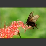 蝶与花2