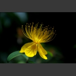 小花