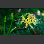 野乌蒜花