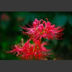 野乌蒜花