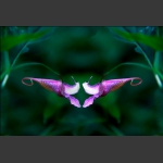 龙虾花开