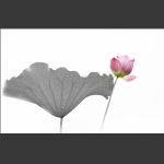 荷