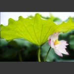 荷