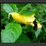 龙虾花