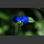 蓝金灵花3