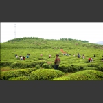 茶场
