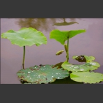 秋荷