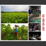 种桑饲养蚕