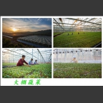 大棚蔬菜