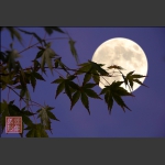 天涯共此时