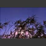 芦苇夕照