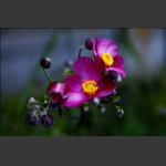 小花
