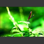 蜓立小枝