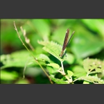 蜓