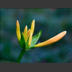 花蕾