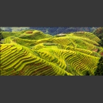 龙胜梯田
