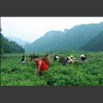 四关峪土家莓茶园