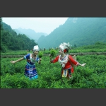 四关峪土家莓茶园