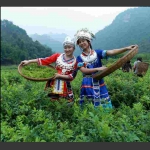 土家採茶女