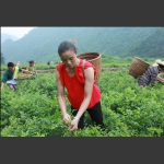 採茶人