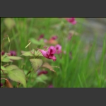 龙虾花