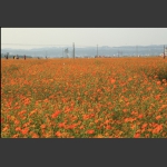花海