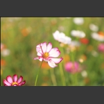 小花