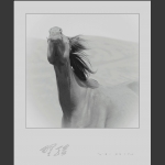 野骏